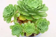 写真現物 翡翠瑠璃錦 抜き苗 アエオニウム - メルカリ