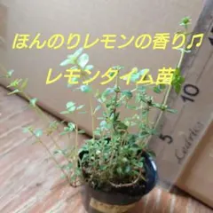 【6-B】ほんのりレモンの香り♫レモンタイム苗ハーブティー、お料理にも