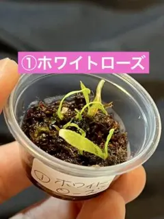 tyam様 リクエスト 3点 まとめ商品