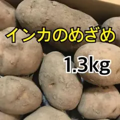 잉카 어웨이크닝 1.3kg (홋카이도산)