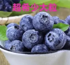 超希少　大粒秀品　本日新入荷　数量僅かラスト2点　最高級採れた　新鮮ブルーベリー