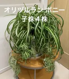 2025年最新】オリヅルランボニーの人気アイテム - メルカリ