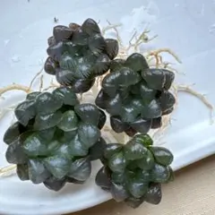 ハルオチアのサムネイル