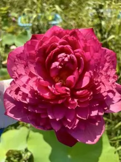 no. 873 マユハケオモト 赤花 ピンク ハイブリッド 5号 苗 - メルカリ