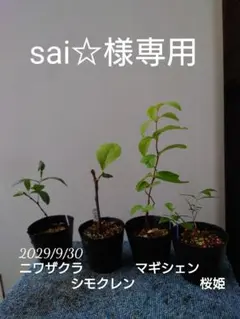 sai☆様専用　 シモクレン、ニワザクラ、桜姫、マギシェンの苗