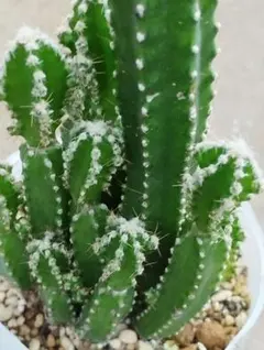 セレウスサボテンのサムネイル