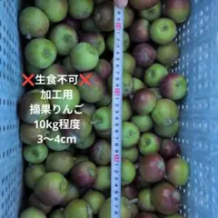 ❌️生食不可　加工用 摘果りんご 約10kg 3〜4cmのサムネイル