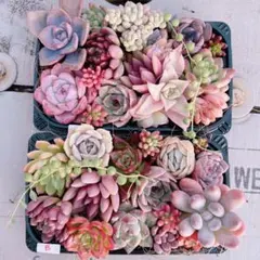 多肉植物 寄せ植えset大きめ大盛り♡B
