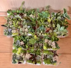 訳あり　多品種　カラフル　育て方メモ　多肉植物　紅葉が綺麗❤️14つセット