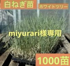 miyurari様 まとめ商品