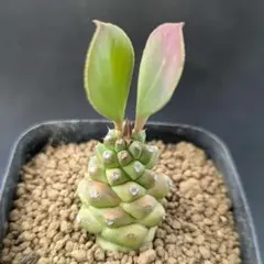 多肉植物^o^  希少❣️リチェイ錦 モナデニウム：リチェイ錦 3.5号22-02 の通販 | 園芸ネット