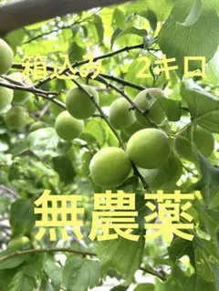 青梅　B級品　33ミリ前後　20キロ 青梅 B級品 33ミリ前後 10キロ - メルカリ