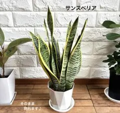 〜yh〜様 リクエスト 2点 まとめ商品