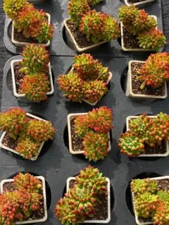 和*ボ様 U573　春萌変種　抜き苗　18株　多肉植物 エケベリア 韓国苗 サボ