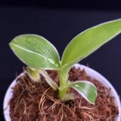 2025年最新】ムサノノの人気アイテム - メルカリ