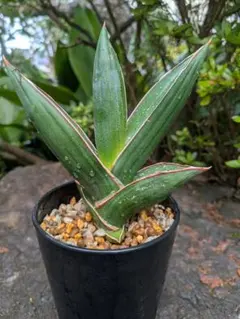 2026年最新】品種名：サンスベリア・サムライドワーフ 観葉植物