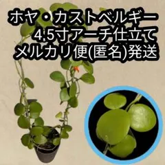 ホヤ・グロブローサ 4.5寸アーチ仕立て メルカリ便(匿名)発送