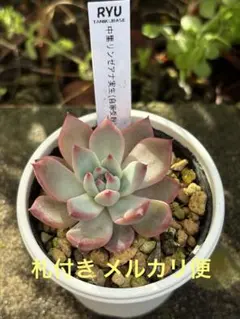 4.【札付き】リンゼアナ特赤×羽兼リンゼアナ サボテン相談室 多肉 エケベリア 4.【札付き】リンゼアナ特赤×羽兼リンゼアナ サボテン相談室 多肉