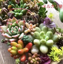 多肉植物♡エケベリア　韓国苗詰め合せセットセダムカット苗セット♡メルカリ便