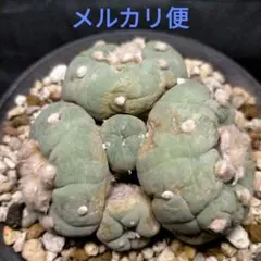 大型　疣銀冠玉　子株3個　(検索　ウバ玉　烏羽玉　翠冠玉 翠冠玉(すいかんぎょく)：ロフォフォラ属 (B01) | 万緑 BAN RYOKU