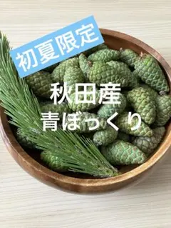 18赤松青ぼっくり 500g 採りたて 下北半島産 - メルカリ