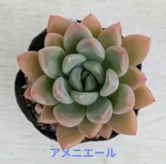 ゆみこ様 リクエスト 3点 まとめ商品