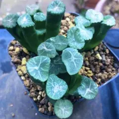 【激安】万象　3株　紋入り　太線　白線　ハオルチア 高級　良株　美株　多肉