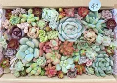 42 多肉植物　多肉弁当　詰め合わせ　寄せ植え　セット　カット苗　韓国苗　セダム