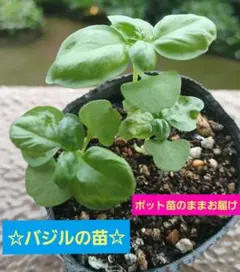 ★ 3싹이 있는 바질 모종은 화분 모종으로 배송됩니다 ★