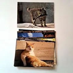 【値下げ中】猫の写真ポストカード 18枚セット