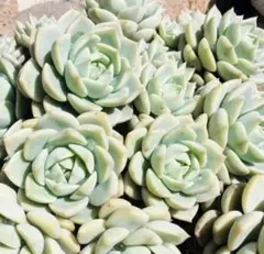☀多肉植物 朧月(おぼろ月)(カット大苗3個)☀〈苗のサイズは8~10cm