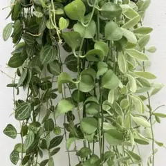 ホヤ カルノーサ スージーQ【特級】【現品・吊り鉢タグ付・メルカリ便