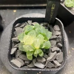 多肉植物 ハオルチア 白月万象錦 糊斑 - メルカリ