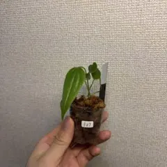 Anthurium clavigerumのサムネイル
