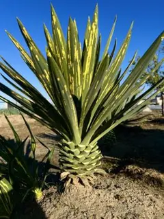 2025年最新】散り斑入り ユッカ グロリオサの人気アイテム - メルカリ