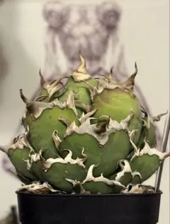 アガベチタノタシーザー Agave titanota Caesar強棘 多肉植物 - メルカリ