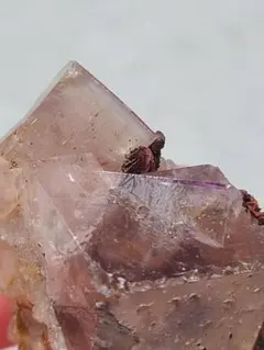 イギリス　Sherry Twins pocket 2025年最新】sherry twinsの人気アイテム - メルカリ