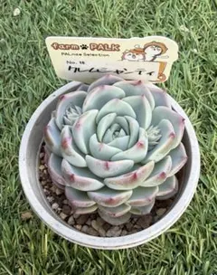 クレムシャンティ札付きポットごとメルカリ便ファームパルクさん苗