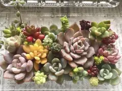 みさお 様　専用