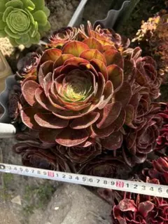 多肉植物。 アエオニウムカナリア法師錦抜き苗 - メルカリ