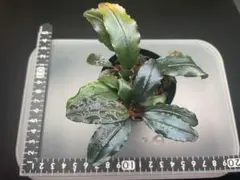 2025年最新】ブセファランドラ ゴースト2016の人気アイテム - メルカリ