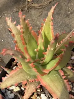 アロエ ハイブリッド Aloe hybrid 第四種 AP−23 - メルカリ