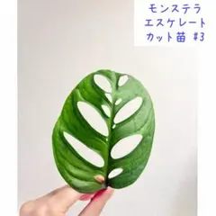 2026年最新】モンステラ グリーンゴーストの人気アイテム - メルカリ