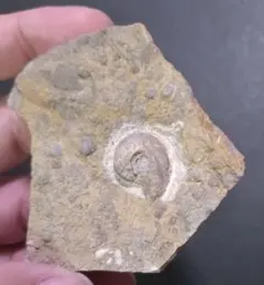最終お値下げ▽筆石Graptolites 海生生物 化石 - メルカリ