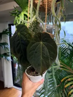その他観葉植物 Anthurium Antolakii x self Anthurium Antolakii x self - メルカリ