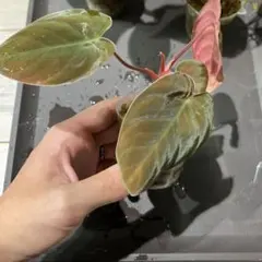 Homalomena sp"黒兎" Aceh sumateraのサムネイル