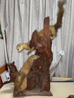 2026年最新】テン 剥製の人気アイテム - メルカリ