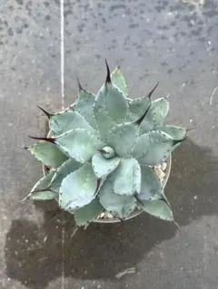 シャン様 リクエスト 2点 まとめ商品