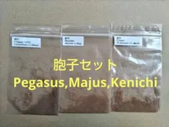 胞子セット③ Pegasus, Majus,Kenichi ビカクシダのサムネイル