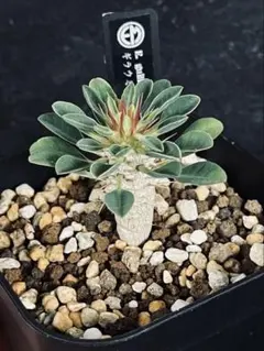 ギラウミニア　現地球 ギラウミニア 現地球 ユーフォルビア ギラウミニアナ/盆栽、多肉